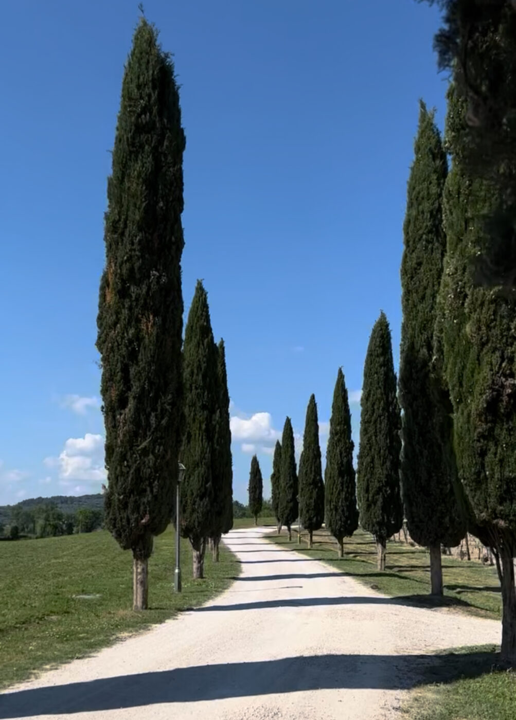 There is no image title provided. Alt text: A straight gravel path lined with tall, slender cypress trees on both sides, stretching into the distance under a clear blue sky. Green grass flanks the path, and gentle hills are visible in the background.