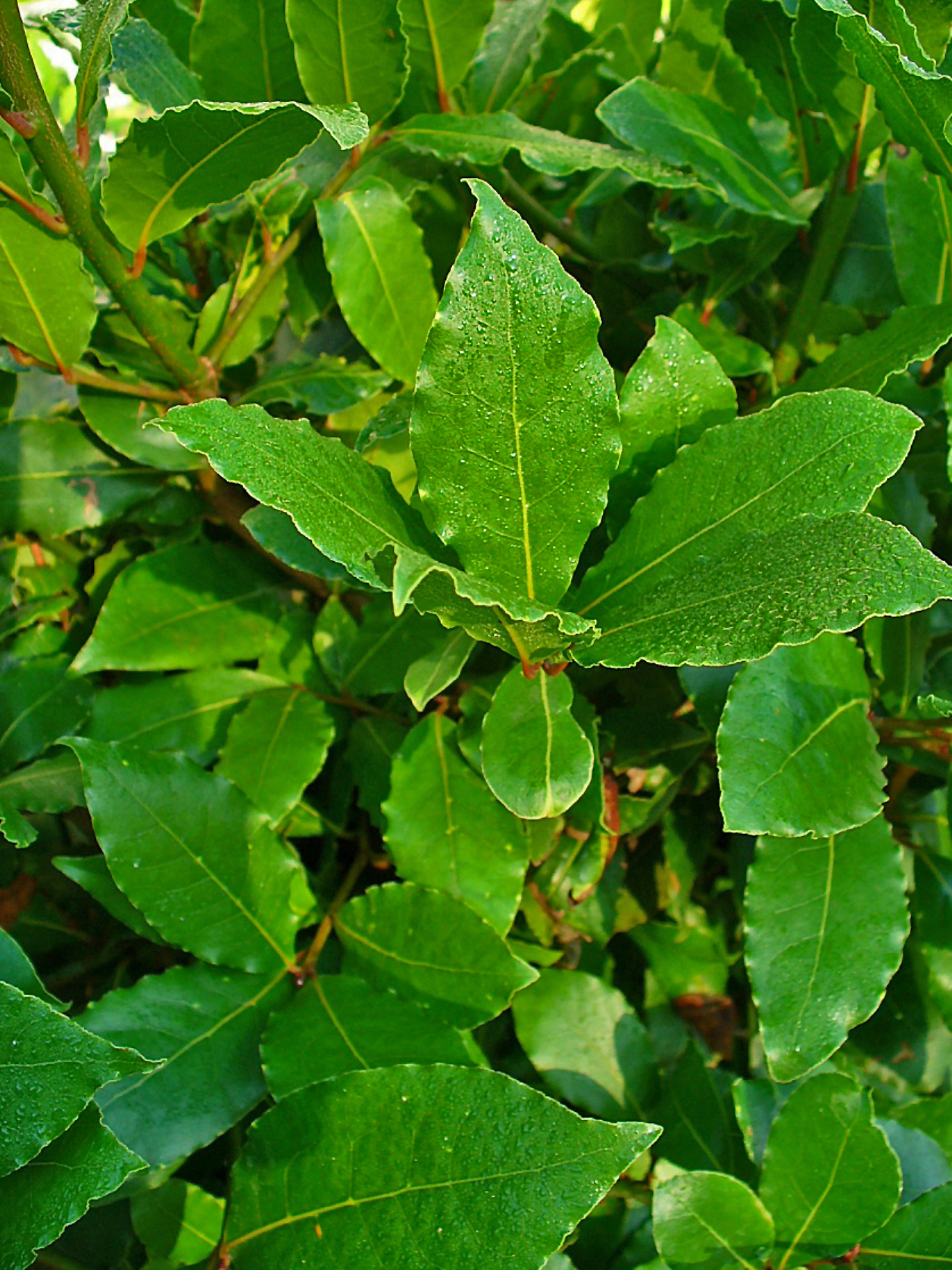 laurel leaves on a tree