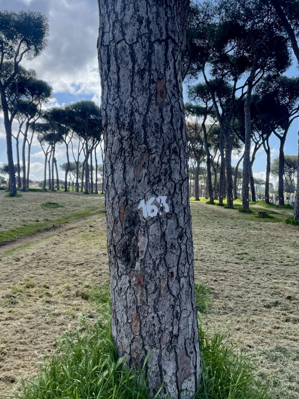 163 - A tree trunk with the number 163 painted in white stands in a grassy area with many similar trees in the background under a partly cloudy sky.