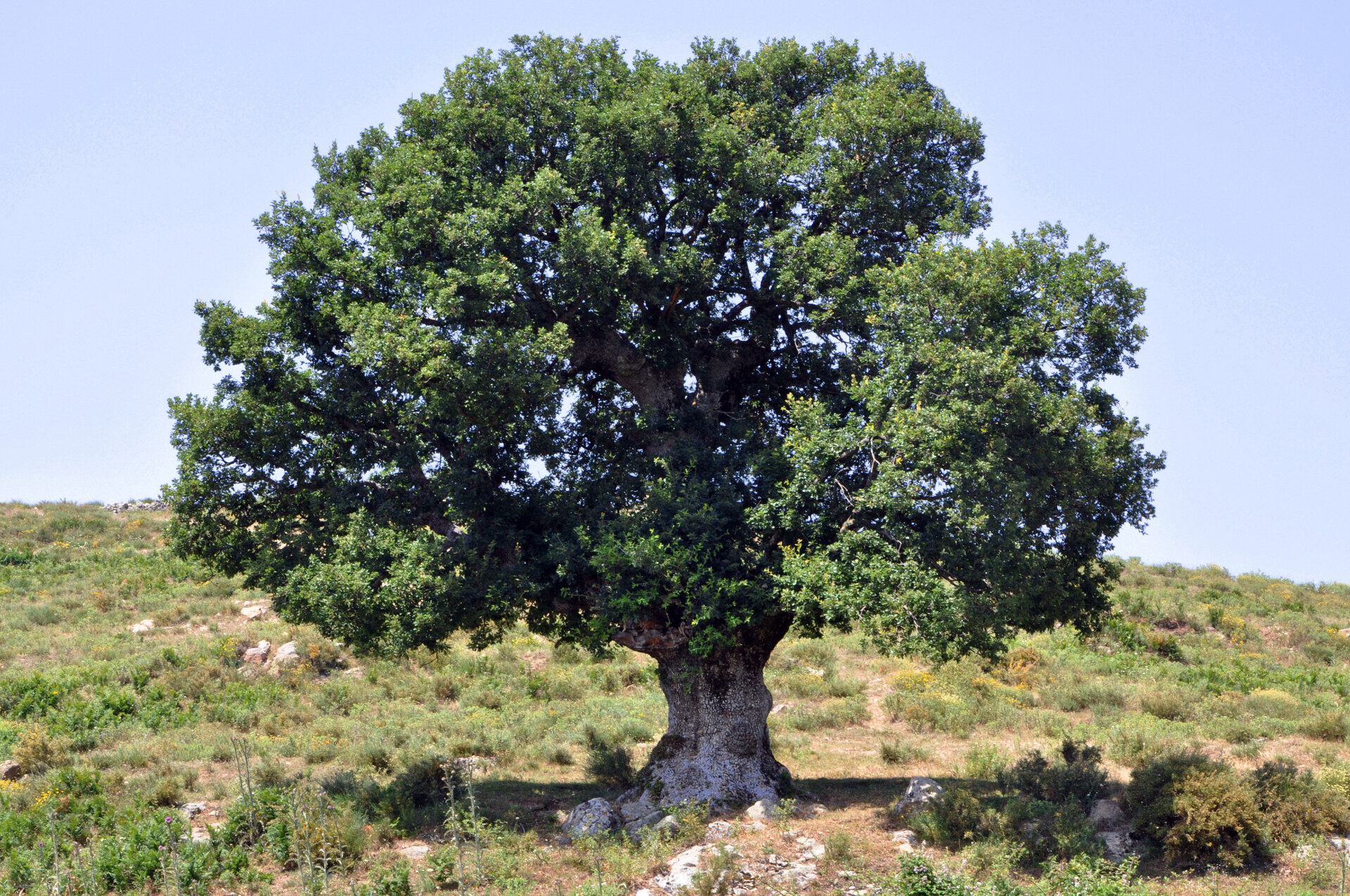 an oak tree in corsica