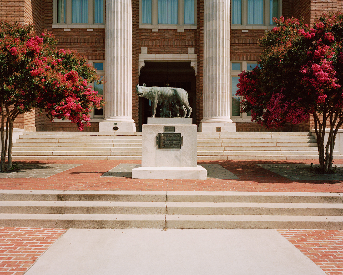 Campus Guardian_A bronze wolf statue on a pedestal stands in front of a brick building with large columns, flanked by flowering trees with bright pink blossoms, and stairs leading up to the entrance.