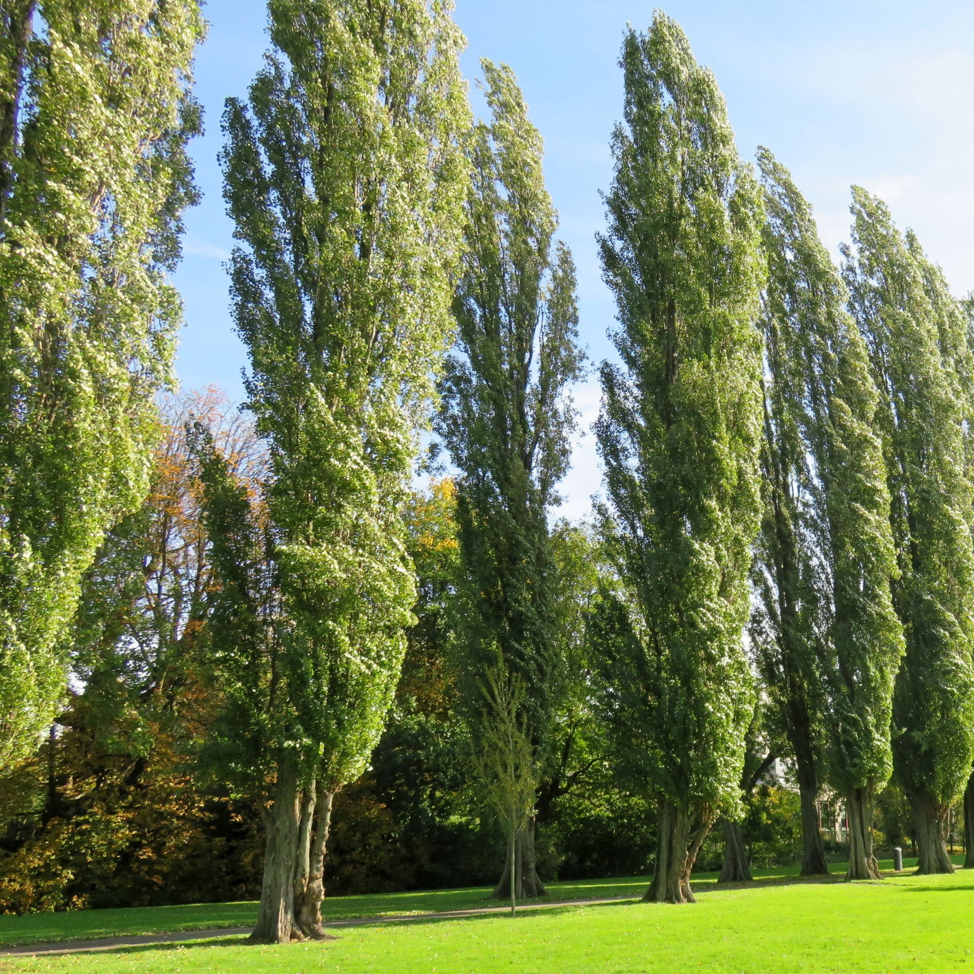 A row of tall, slender poplar trees stands on a bright green lawn under a clear blue sky, with more trees and foliage visible in the background.