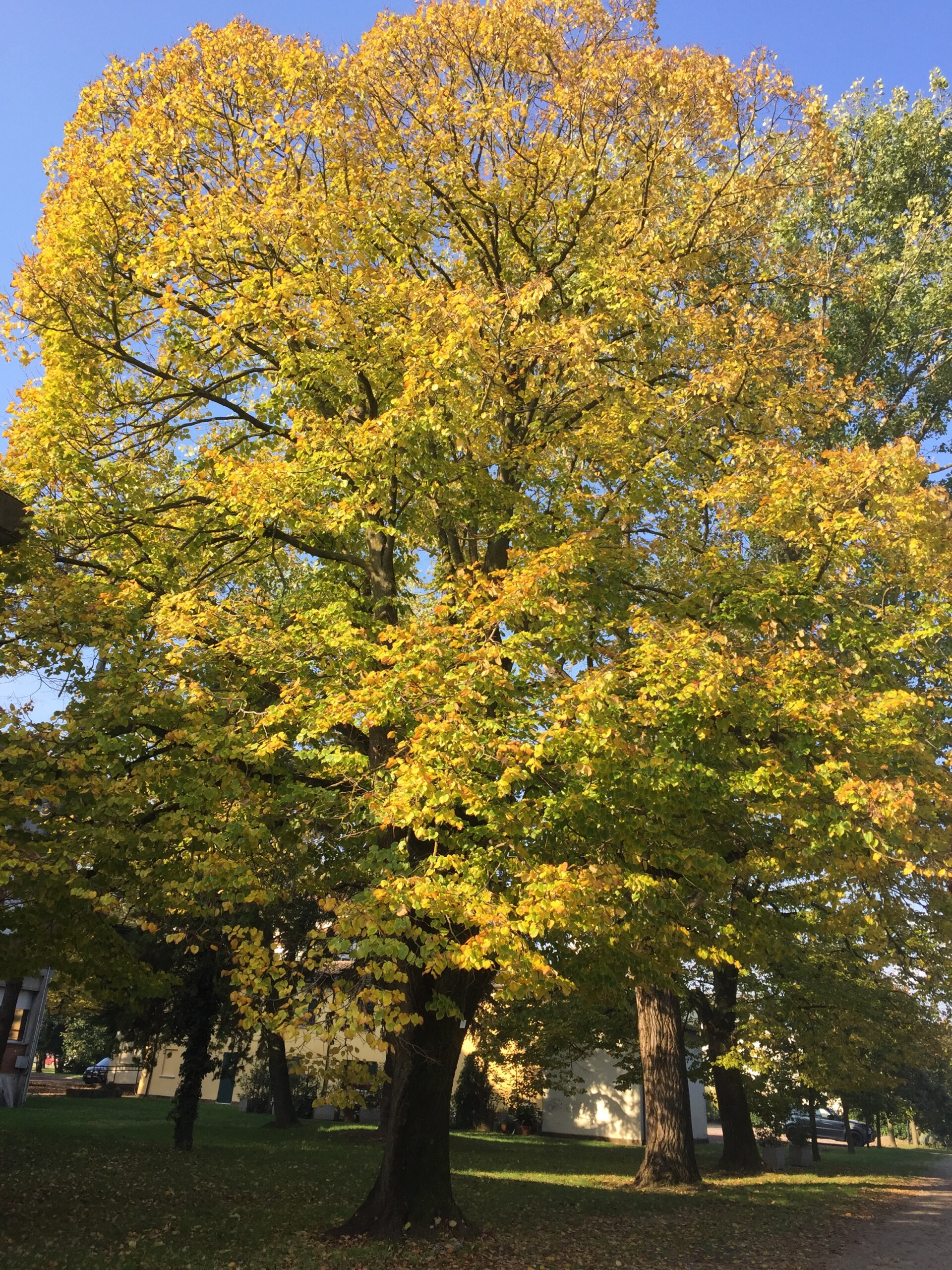 A large tree with bright yellow and green leaves stands in a park on a sunny day, casting shadows on the grass below. Blue sky and some buildings are visible in the background. If you provide me with an image title, I can prepend it—for example: Autumn in City Park - A large tree with bright yellow and green leaves stands in a park on a sunny day, casting shadows on the grass below. Blue sky and some buildings are visible in the background.