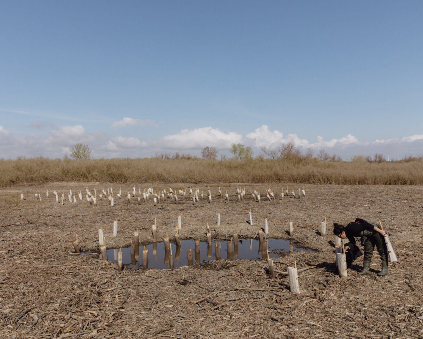 Una persona in abiti da esterno si china vicino a una piccola pozzanghera in un paesaggio arido e brullo, circondata da giovani alberi protetti da tubi bianchi. Erba alta e secca e cespugli sono visibili sullo sfondo sotto un cielo azzurro.