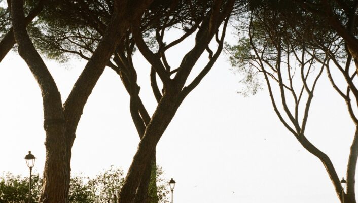 [Nessun titolo dell'immagine] - La gente passeggia e si riunisce in un parco soleggiato, fiancheggiato da alberi ad alto fusto, con un lontano edificio a forma di cupola visibile all'orizzonte. La luce filtra tra i rami, creando un'atmosfera tranquilla e vivace.