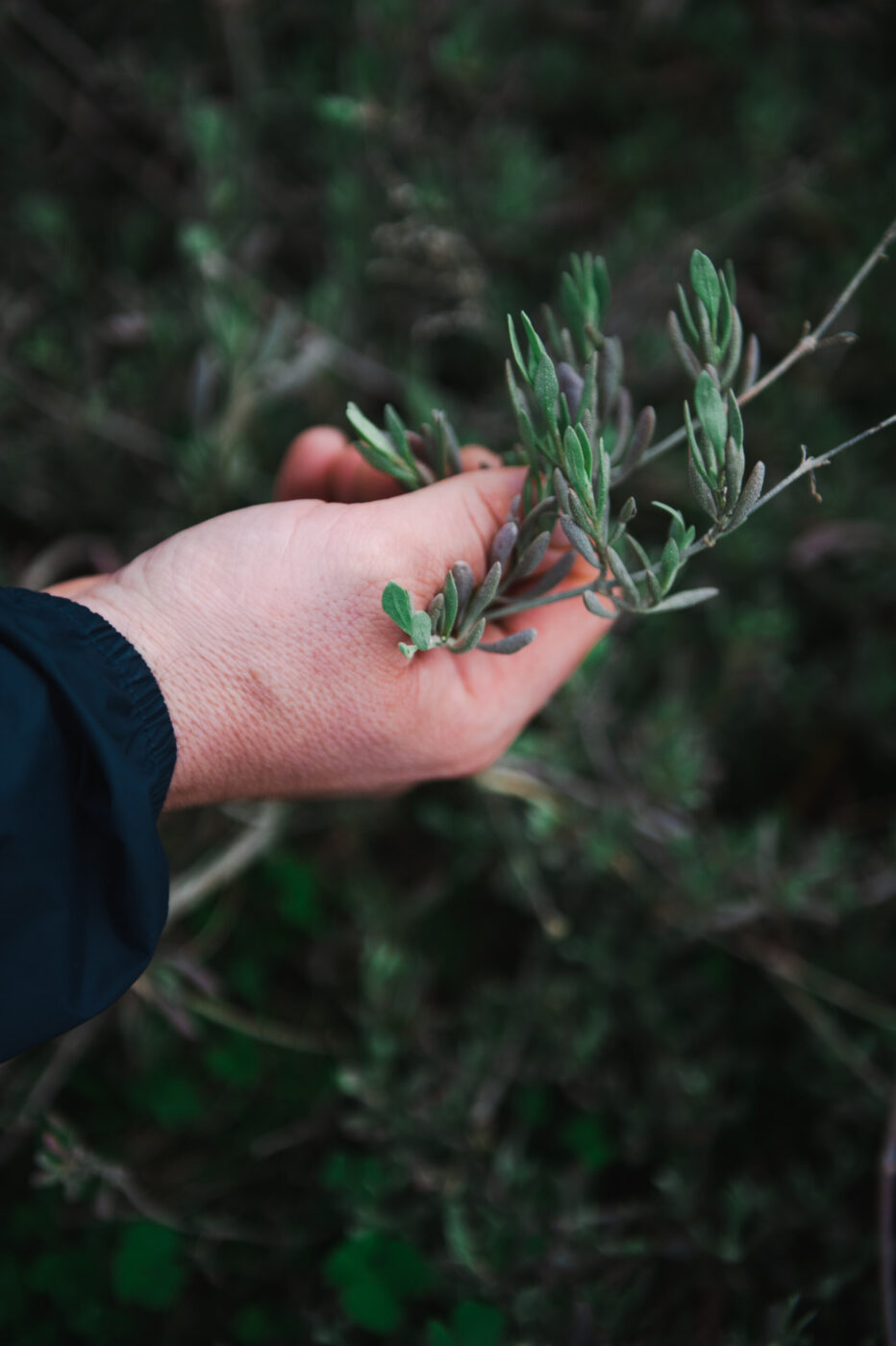 [Nessun titolo dell'immagine trovato] - La mano di una persona che tiene delicatamente steli di erbe verdi e frondose all'aperto, con uno sfondo di fogliame sfocato.