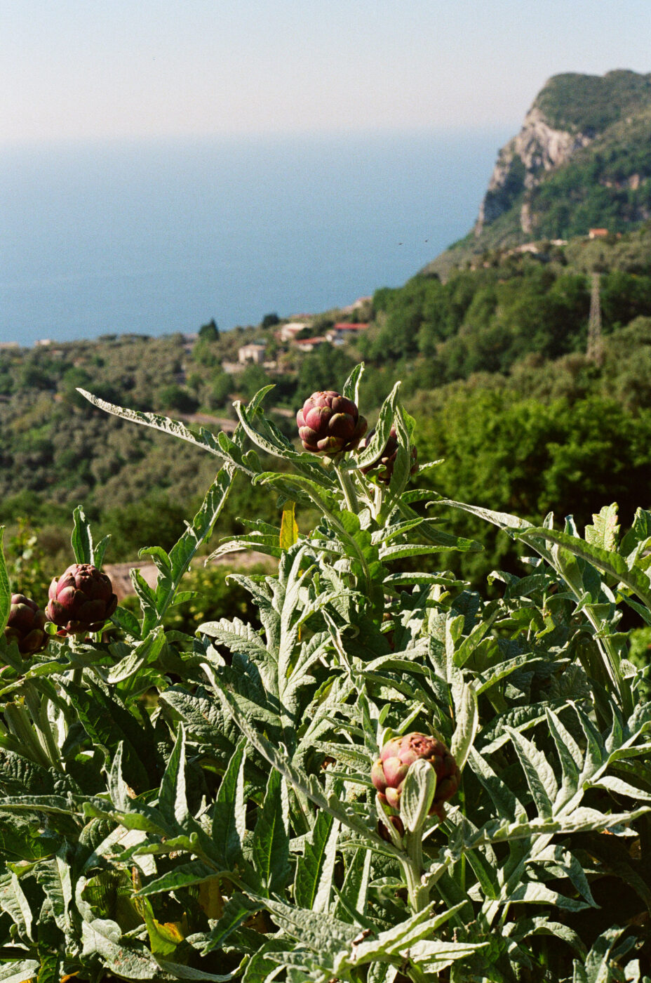 [Piante di carciofo con grandi foglie verdi e boccioli viola in primo piano, con un paesaggio costiero, dolci colline verdi, case lontane e il mare blu visibile sullo sfondo sotto un cielo limpido.