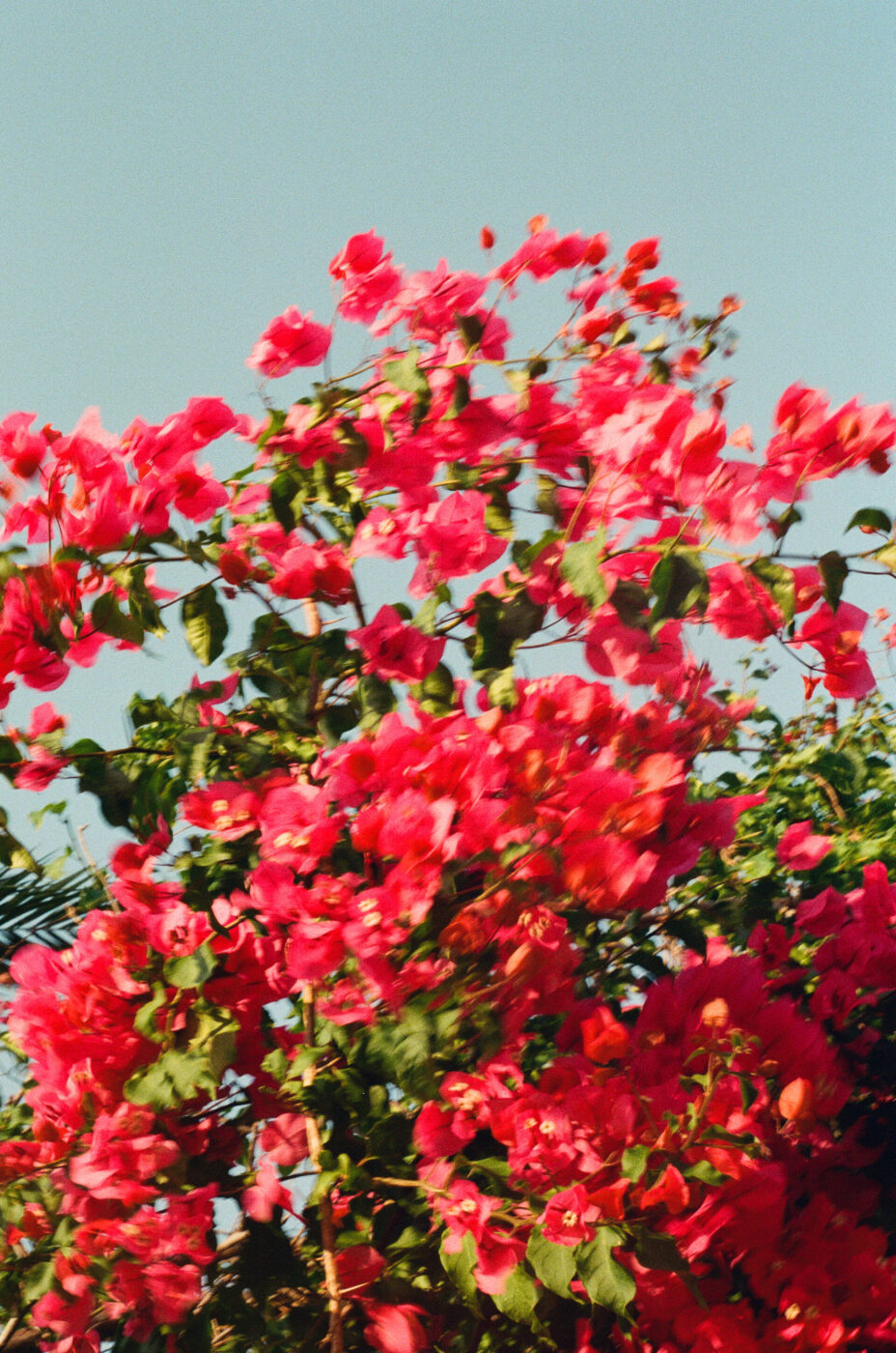 Bright pink bougainvillea flowers in full bloom with green leaves against a clear blue sky on a sunny day.