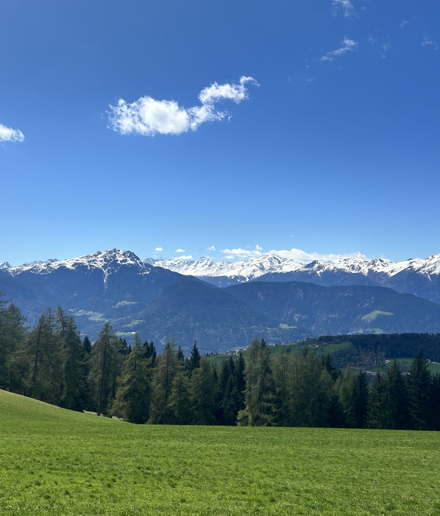 Salten meadow - A sunny landscape with a green meadow in the foreground, tall evergreen trees, and snow-capped mountains under a bright blue sky with a few scattered clouds. Since theres no image title given, the alt text would simply be: A sunny landscape with a green meadow in the foreground, tall evergreen trees, and snow-capped mountains under a bright blue sky with a few scattered clouds.