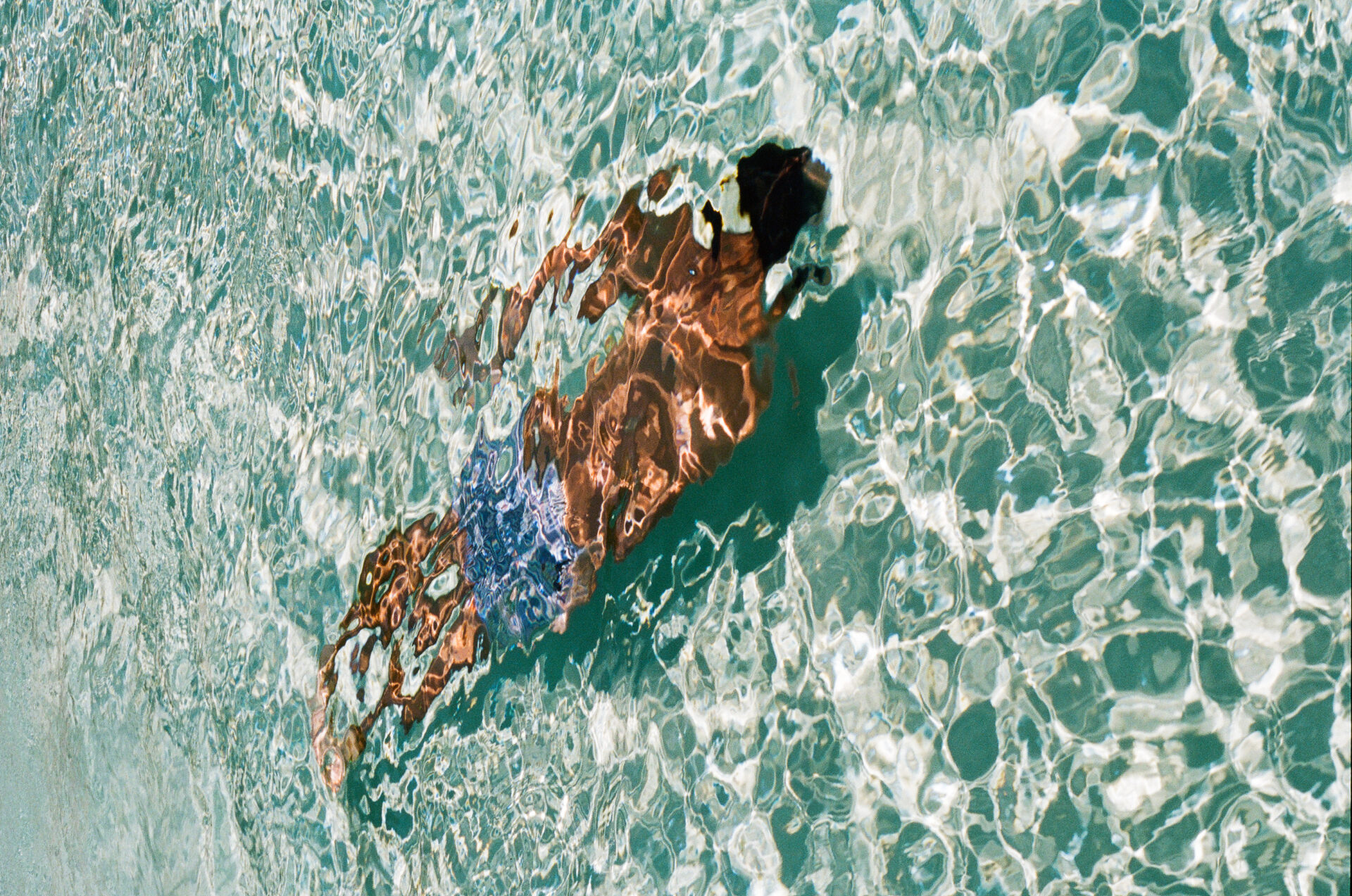 A person swimming underwater in a pool - A person swimming underwater in a pool, wearing blue patterned swim trunks. Sunlight reflects on the water’s surface, creating rippling patterns and casting light on the swimmer’s body.