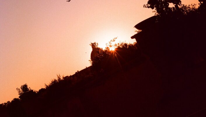Una foto inclinata di un tramonto - Una foto inclinata di un tramonto con un cielo arancione e viola, alberi in evidenza, un lampione e un uccello che vola vicino all'orizzonte.