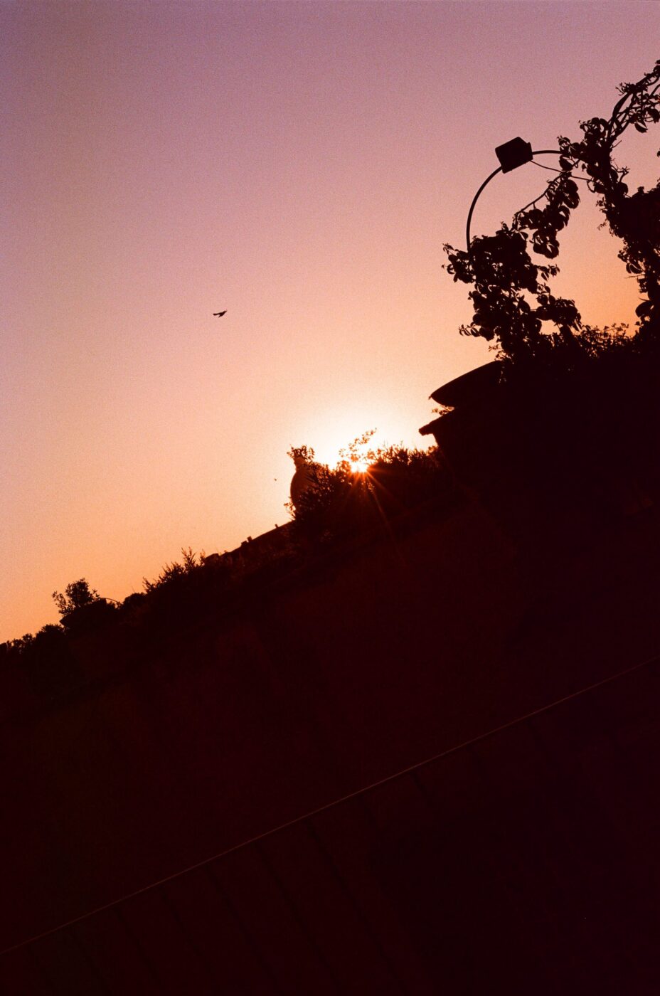 Una foto inclinata di un tramonto - Una foto inclinata di un tramonto con un cielo arancione e viola, alberi in evidenza, un lampione e un uccello che vola vicino all'orizzonte.