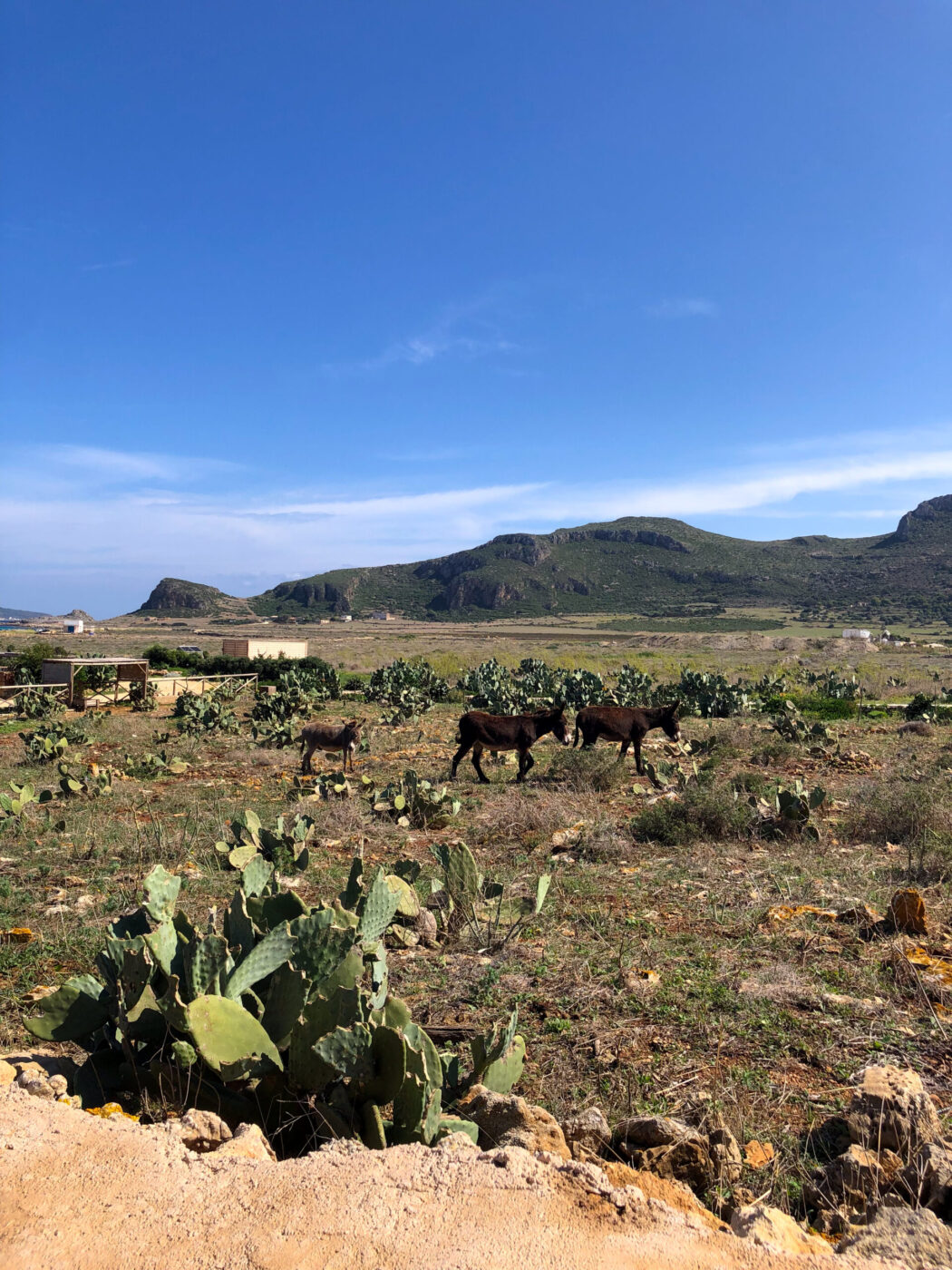 Certamente! Ecco il testo alt con il formato specificato: Se è presente un titolo dell'immagine, ad esempio "Asini del deserto", il testo alt sarà: Asini del deserto - Tre asini camminano in un campo secco e roccioso con cactus sparsi. Colline verdi e montagne lontane sono visibili sotto un cielo azzurro e un piccolo edificio si trova sullo sfondo a sinistra. Se non è presente un titolo dell'immagine, utilizzare semplicemente: Tre asini attraversano un campo secco e roccioso con cactus sparsi. Colline verdi e montagne lontane sono visibili sotto un cielo azzurro e un piccolo edificio si erge a sinistra sullo sfondo.
