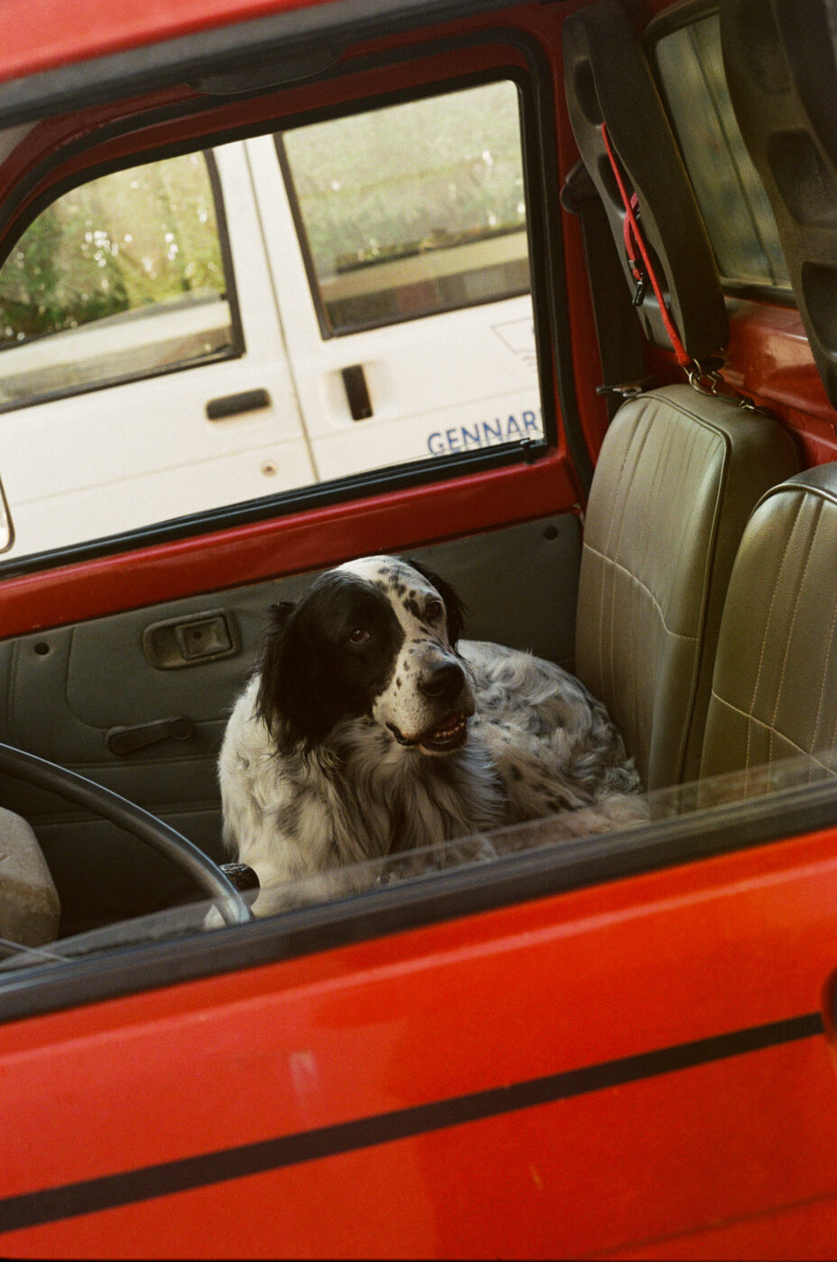 [Un cane bianco e nero siede sul sedile anteriore del passeggero di un'auto rossa, guardando fuori dal finestrino aperto. Un altro veicolo bianco è visibile parcheggiato accanto all'esterno.