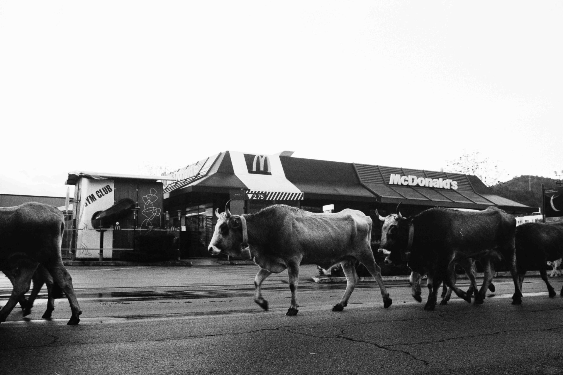 Una mandria di mucche passa davanti a un McDonalds in bianco e nero; il ristorante e un camion del latte sono dietro, mescolando la vita rurale con quella dei fast food.