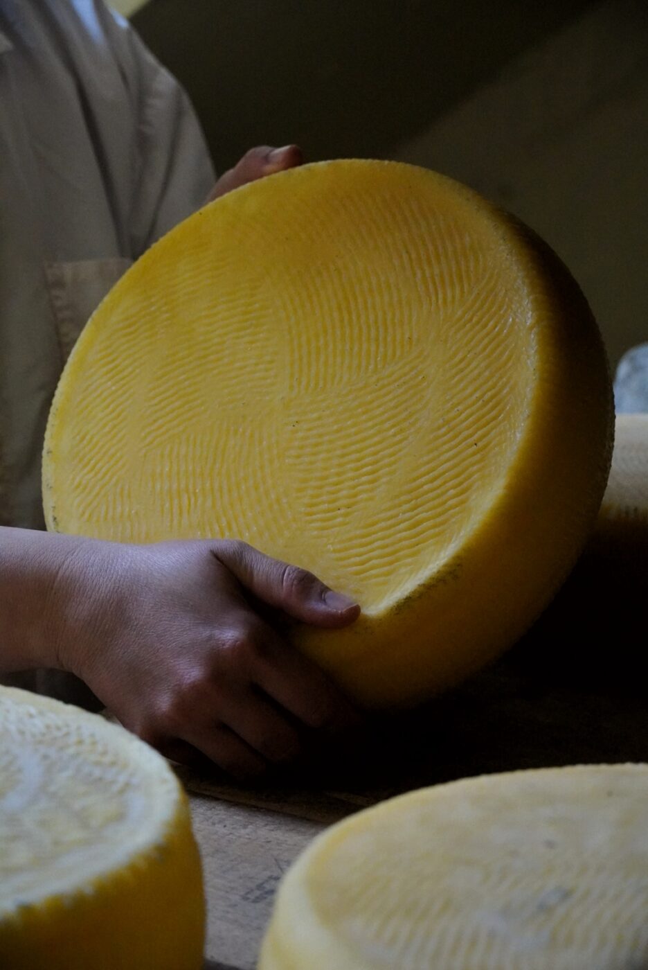 A person in a white coat holds a big, round wheel of yellow cheese with textured surface patterns.