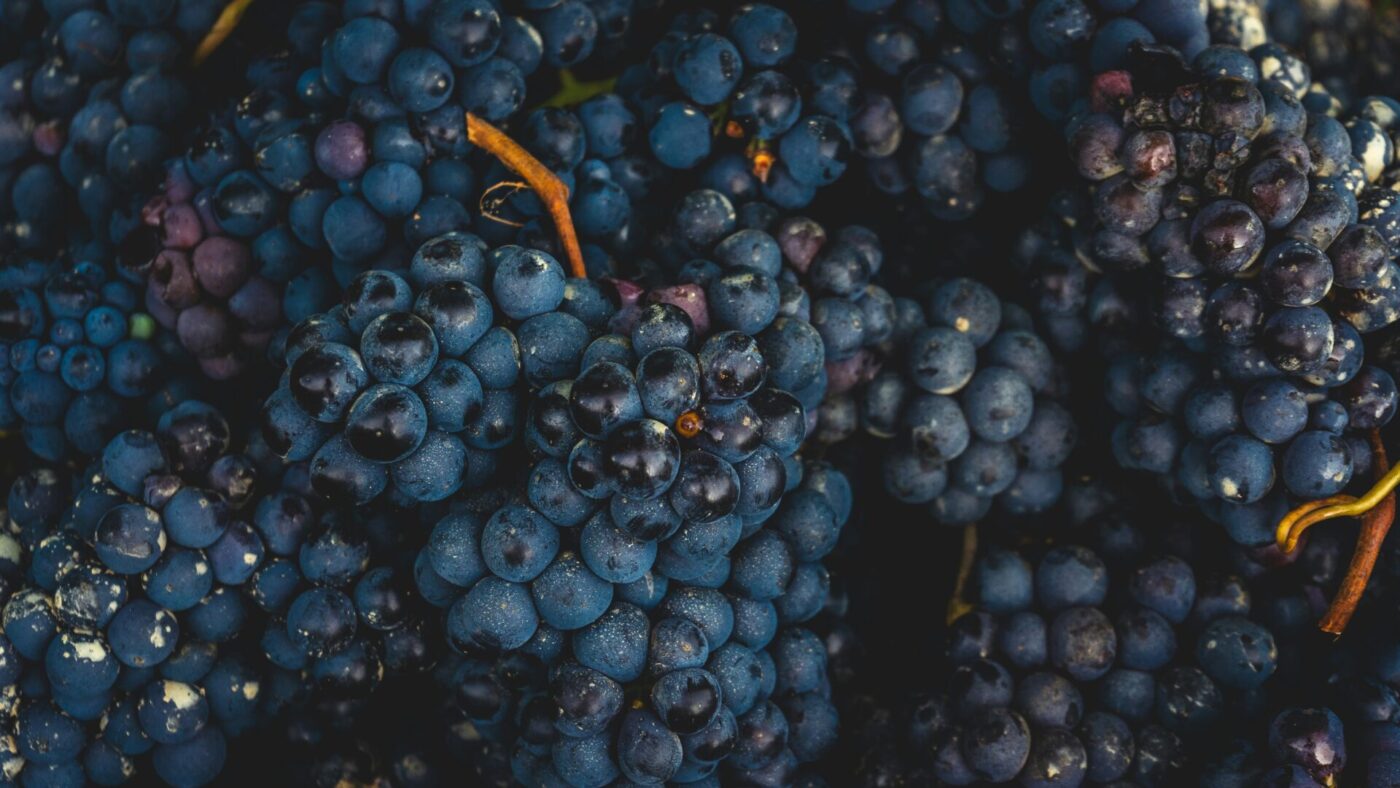 Close-up of clusters of dark purple grapes with orange-brown stems, highlighting their round shape and glossy appearance.