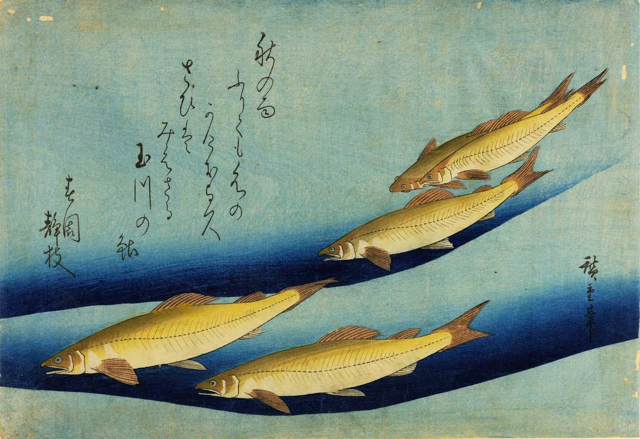 Four yellow and brown fish swim diagonally in blue water; Japanese calligraphy above them. Traditional Japanese woodblock print style.