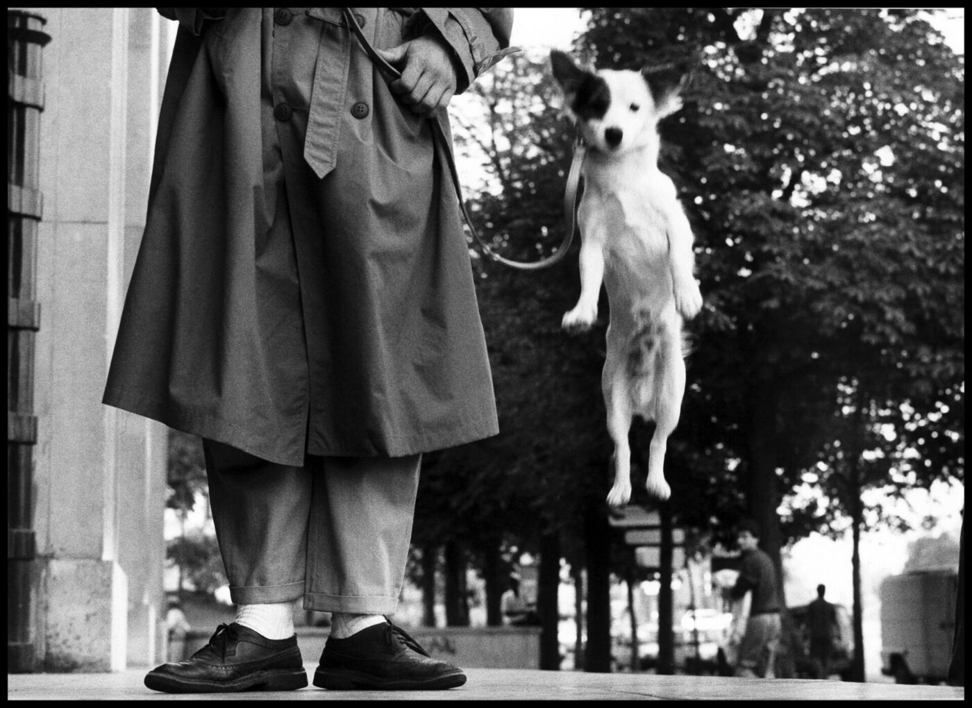 A spotted dog leaps on a leash by a person in a trench coat and dress shoes; trees and people appear in the background.