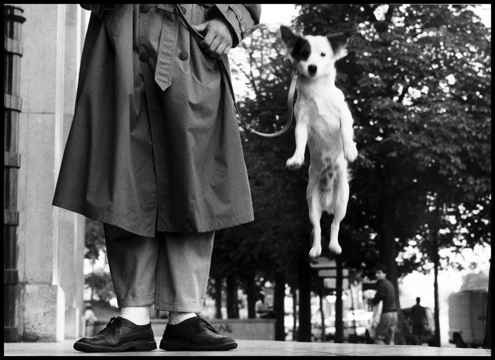 A spotted dog leaps on a leash by a person in a trench coat and dress shoes; trees and people appear in the background.