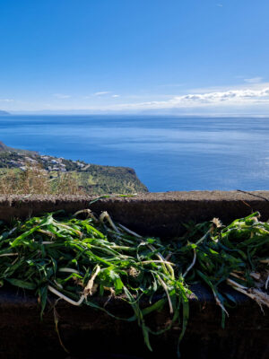 Freshly harvested green onions on a stone ledge, with a scenic coastline of blue sea, green hills, and clear sky in the background.