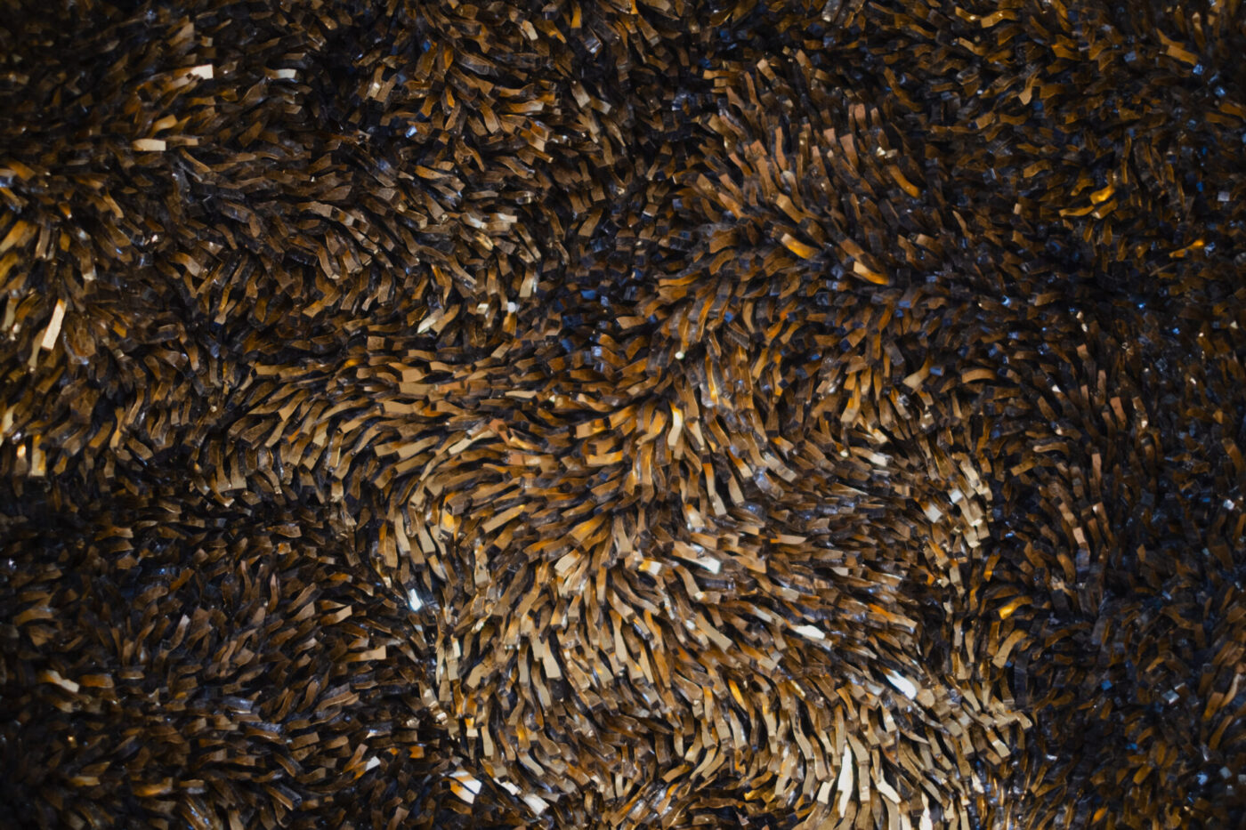 Un branco vorticoso di piccoli pesci scuri forma una stretta spirale nell'acqua, accentuata da riflessi dorati e chiari.