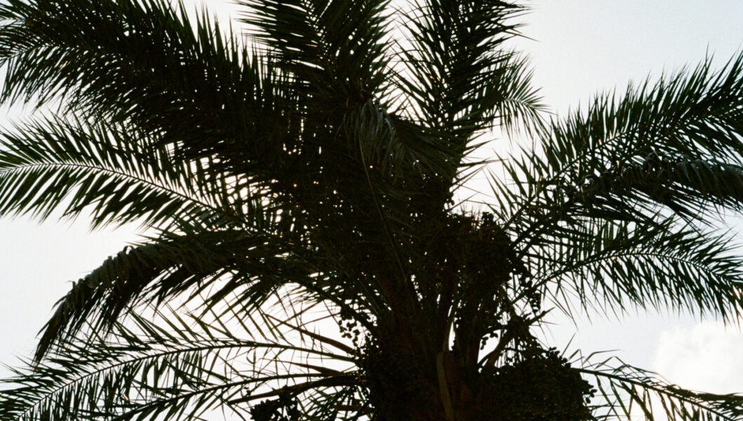 A tall palm tree with feathery fronds and dark date clusters stands silhouetted against a clear, bright sky.