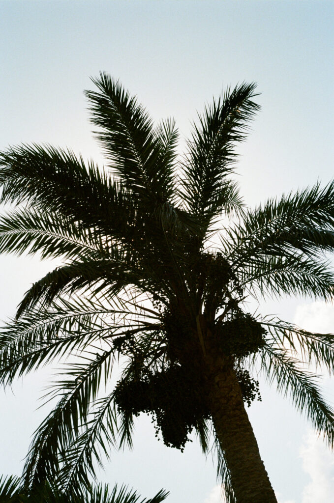 A tall palm tree with feathery fronds and dark date clusters stands silhouetted against a clear, bright sky.