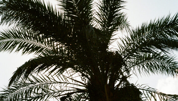 A tall palm tree with feathery fronds and dark date clusters stands silhouetted against a clear, bright sky.